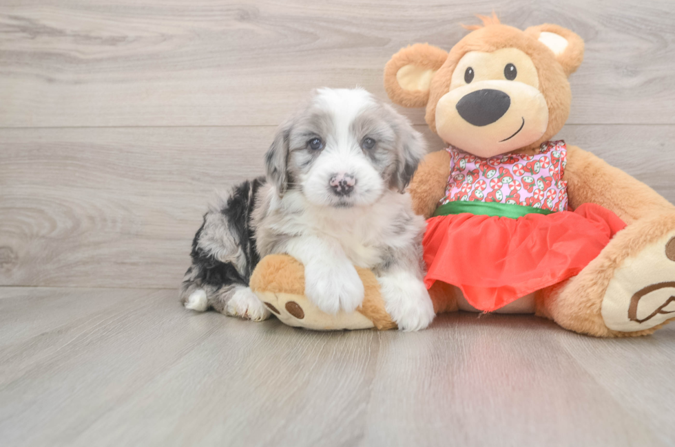 5 week old Mini Sheepadoodle Puppy For Sale - Windy City Pups