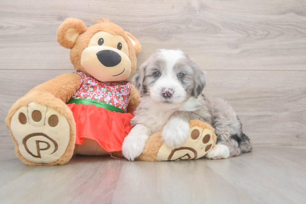 Happy Mini Sheepadoodle Baby