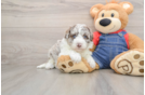 Playful Sheepdoodle Poodle Mix Puppy