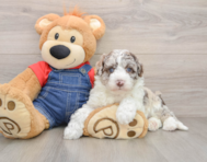 5 week old Mini Sheepadoodle Puppy For Sale - Windy City Pups