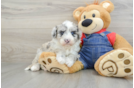 Best Mini Sheepadoodle Baby