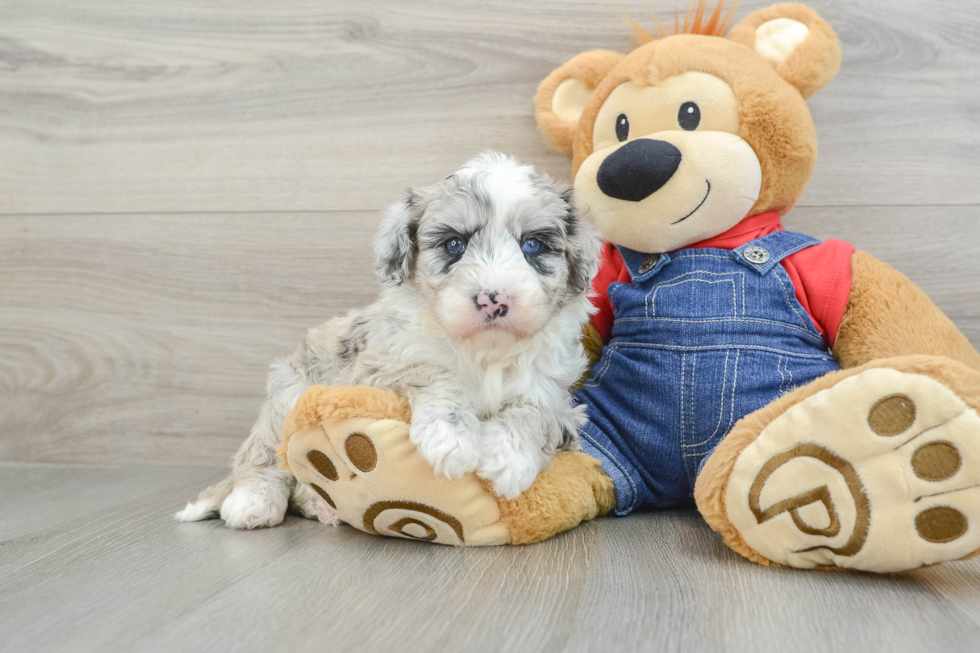 Best Mini Sheepadoodle Baby