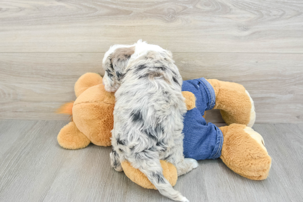 Best Mini Sheepadoodle Baby