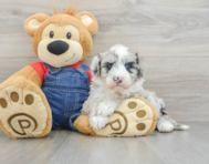 5 week old Mini Sheepadoodle Puppy For Sale - Windy City Pups