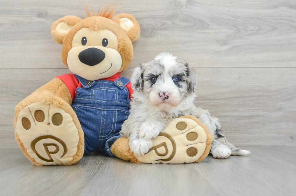 5 week old Mini Sheepadoodle Puppy For Sale - Windy City Pups