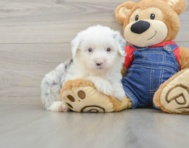 7 week old Mini Sheepadoodle Puppy For Sale - Windy City Pups