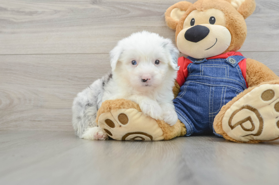 7 week old Mini Sheepadoodle Puppy For Sale - Windy City Pups