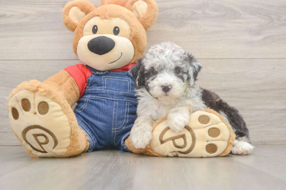6 week old Mini Sheepadoodle Puppy For Sale - Windy City Pups