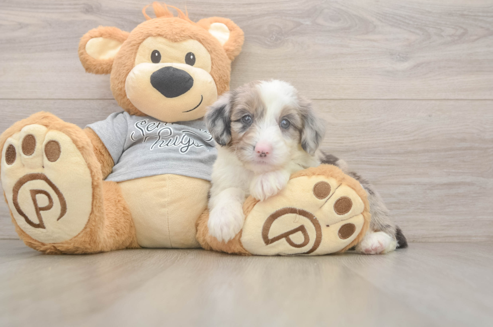 5 week old Mini Sheepadoodle Puppy For Sale - Windy City Pups