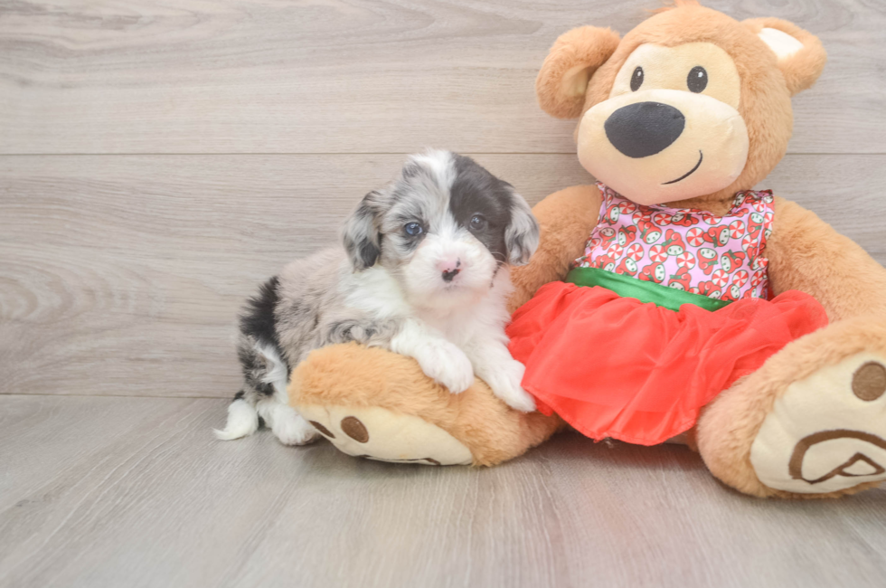 5 week old Mini Sheepadoodle Puppy For Sale - Windy City Pups