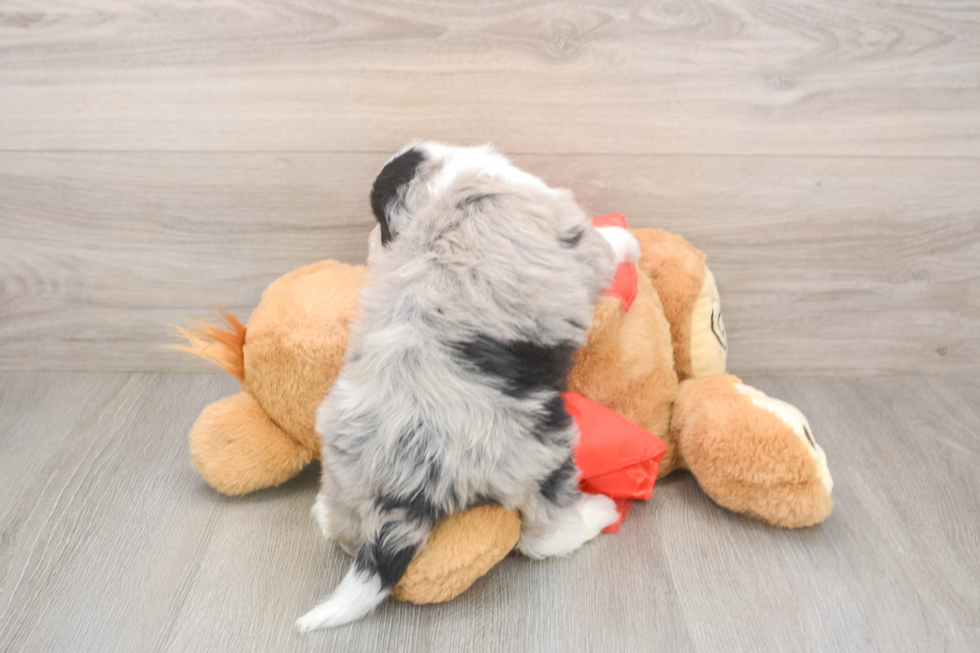Petite Mini Sheepadoodle Poodle Mix Pup