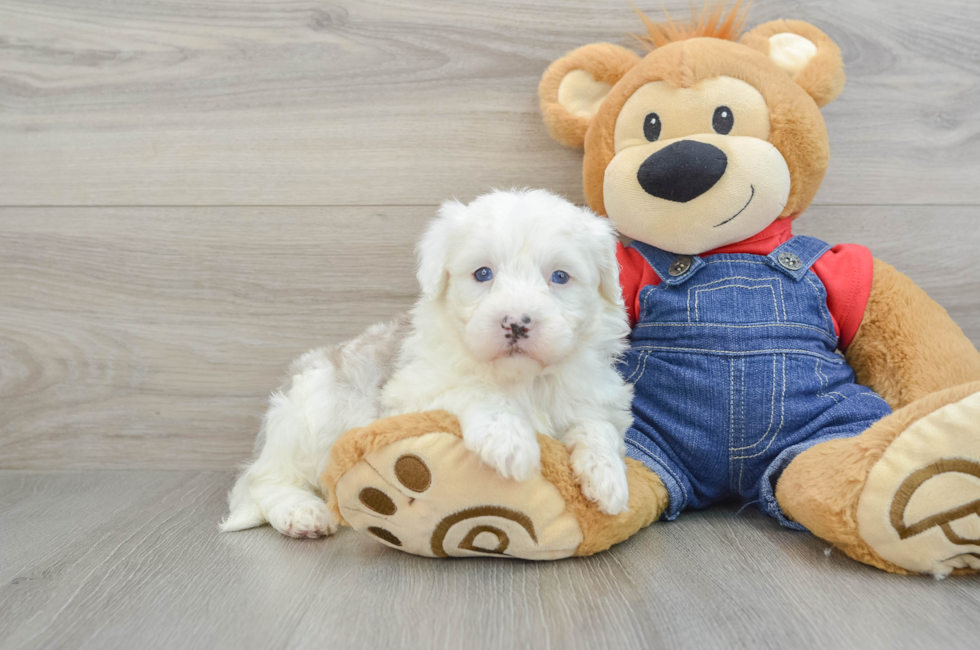 5 week old Mini Sheepadoodle Puppy For Sale - Windy City Pups