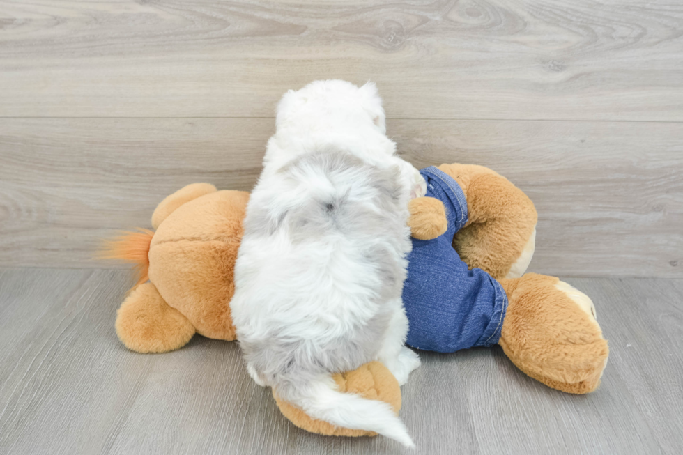 Mini Sheepadoodle Pup Being Cute