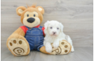 Mini Sheepadoodle Pup Being Cute