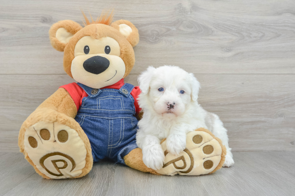 Mini Sheepadoodle Pup Being Cute