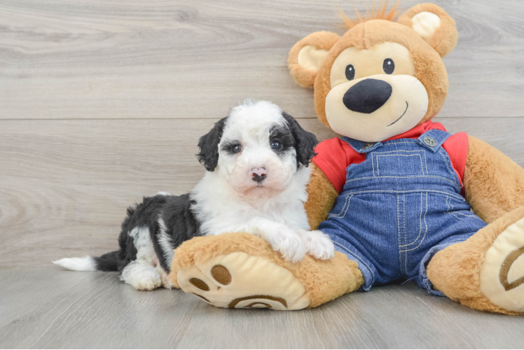 Little Sheeppoo Poodle Mix Puppy