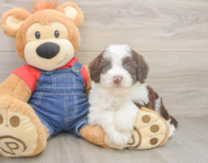 5 week old Mini Sheepadoodle Puppy For Sale - Windy City Pups