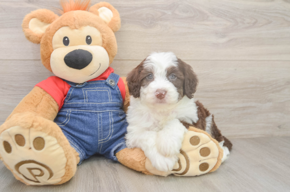 6 week old Mini Sheepadoodle Puppy For Sale - Windy City Pups