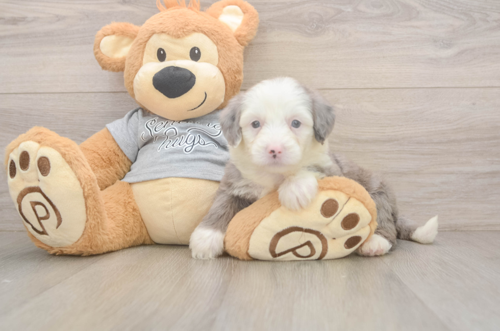5 week old Mini Sheepadoodle Puppy For Sale - Windy City Pups