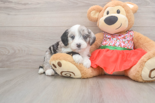 Mini Sheepadoodle Pup Being Cute