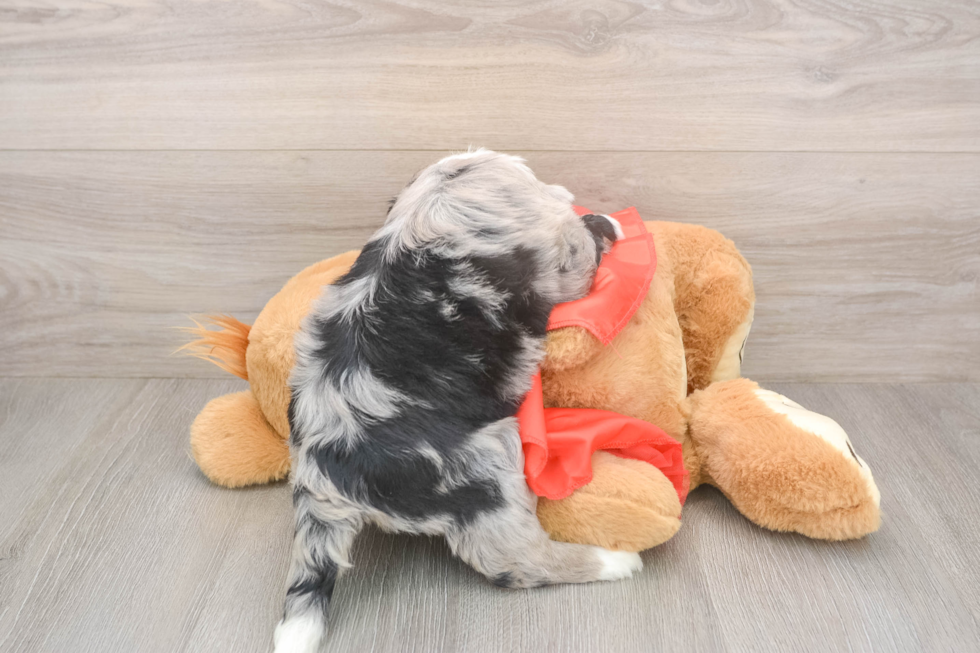 Mini Sheepadoodle Pup Being Cute
