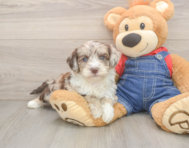 5 week old Mini Sheepadoodle Puppy For Sale - Windy City Pups