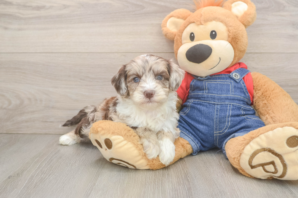 6 week old Mini Sheepadoodle Puppy For Sale - Windy City Pups