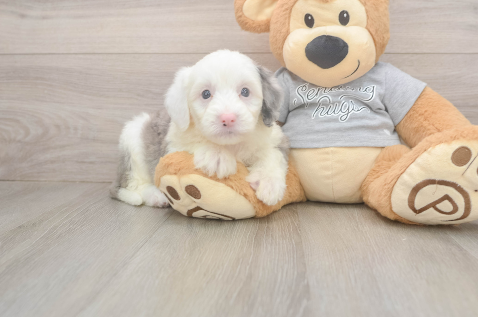 5 week old Mini Sheepadoodle Puppy For Sale - Windy City Pups