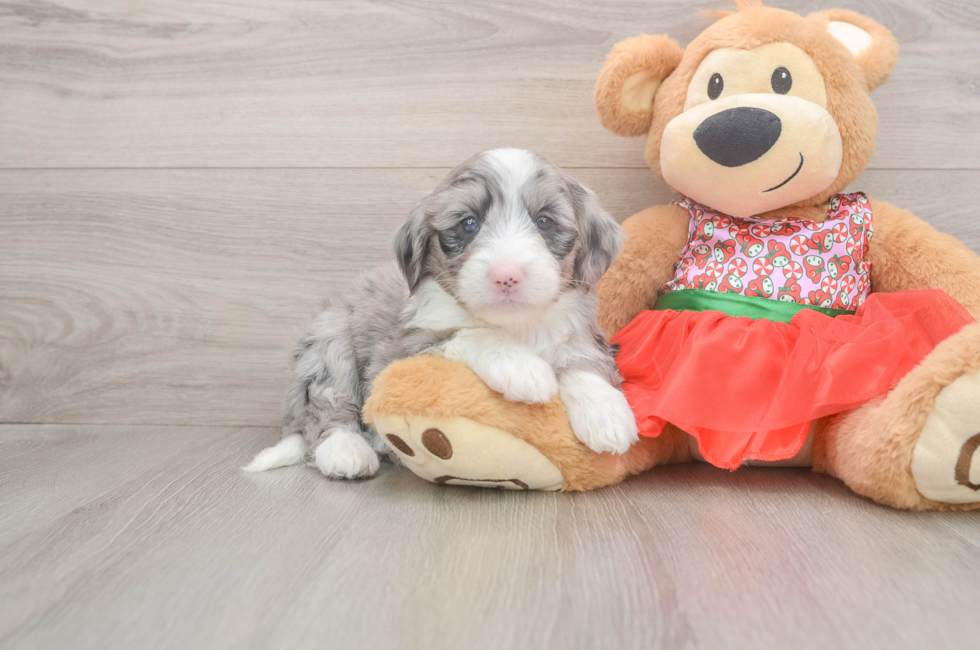 5 week old Mini Sheepadoodle Puppy For Sale - Windy City Pups