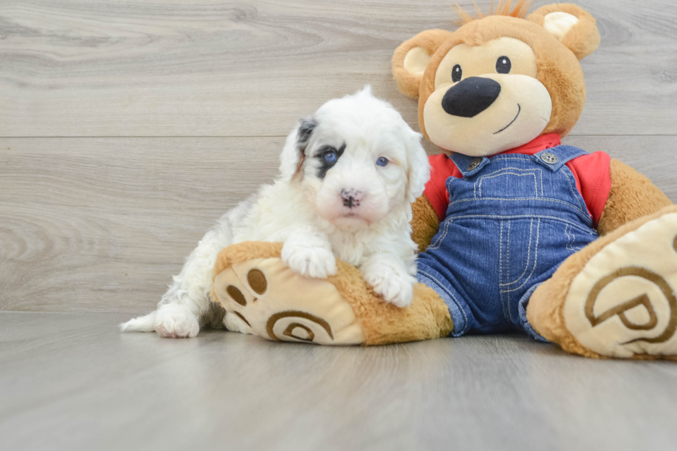 Popular Mini Sheepadoodle Poodle Mix Pup