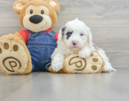 5 week old Mini Sheepadoodle Puppy For Sale - Windy City Pups