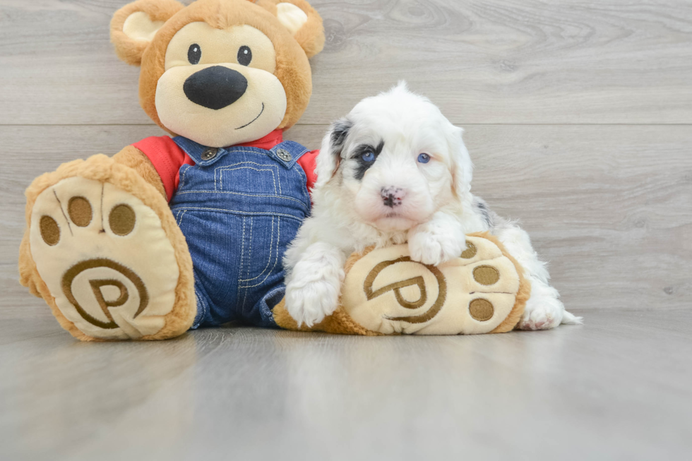 Mini Sheepadoodle Pup Being Cute