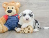 5 week old Mini Sheepadoodle Puppy For Sale - Windy City Pups