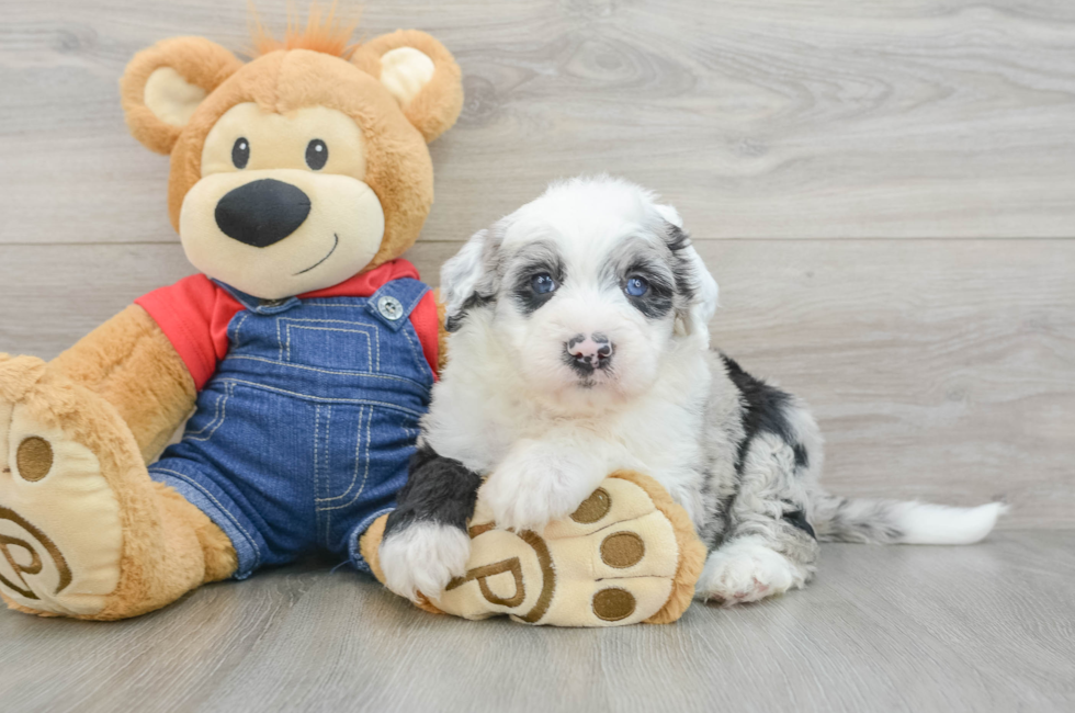 7 week old Mini Sheepadoodle Puppy For Sale - Windy City Pups