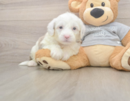 6 week old Mini Sheepadoodle Puppy For Sale - Windy City Pups