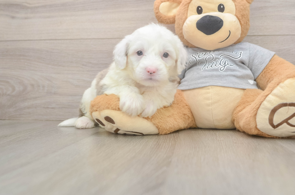5 week old Mini Sheepadoodle Puppy For Sale - Windy City Pups