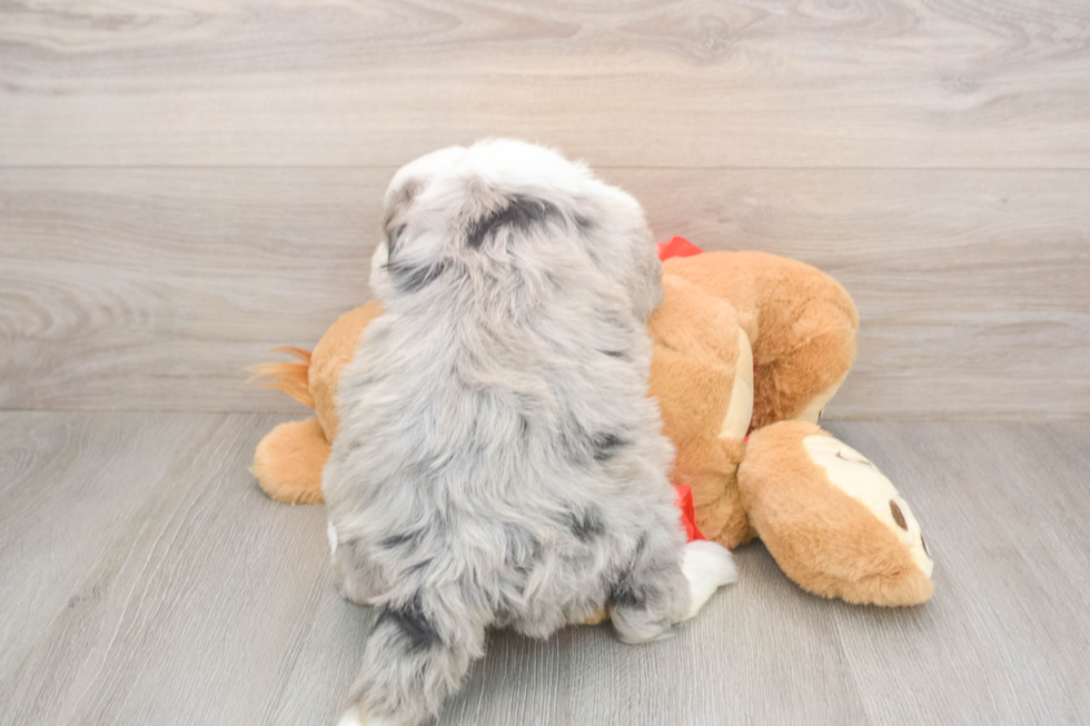 Adorable Sheepdogpoo Poodle Mix Puppy