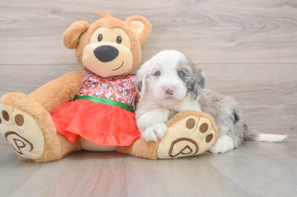 5 week old Mini Sheepadoodle Puppy For Sale - Windy City Pups