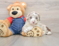 5 week old Mini Sheepadoodle Puppy For Sale - Windy City Pups