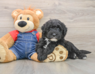 5 week old Mini Sheepadoodle Puppy For Sale - Windy City Pups