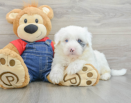 6 week old Mini Sheepadoodle Puppy For Sale - Windy City Pups