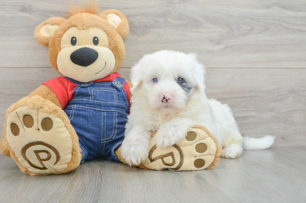 7 week old Mini Sheepadoodle Puppy For Sale - Windy City Pups
