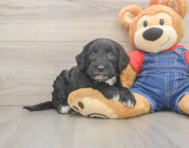5 week old Mini Sheepadoodle Puppy For Sale - Windy City Pups