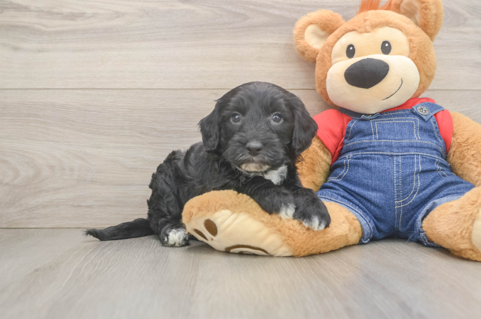 6 week old Mini Sheepadoodle Puppy For Sale - Windy City Pups