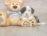6 week old Mini Sheepadoodle Puppy For Sale - Windy City Pups