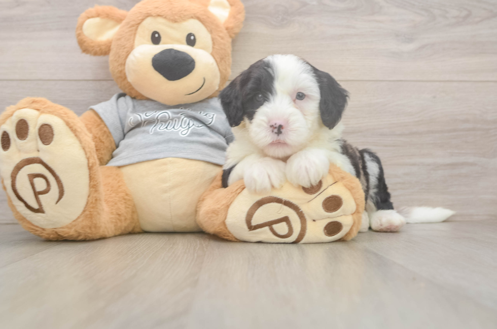 5 week old Mini Sheepadoodle Puppy For Sale - Windy City Pups