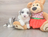 5 week old Mini Sheepadoodle Puppy For Sale - Windy City Pups