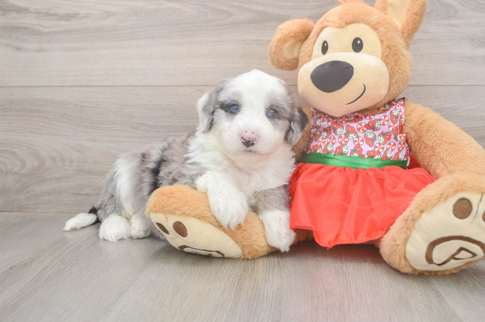 5 week old Mini Sheepadoodle Puppy For Sale - Windy City Pups