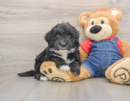 5 week old Mini Sheepadoodle Puppy For Sale - Windy City Pups