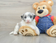 8 week old Mini Sheepadoodle Puppy For Sale - Windy City Pups